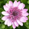 3D Pink Osteospermum Plant -Annual Plants Shop 3d pink osteospermum plant 1947 detail