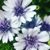 3D Silver Osteospermum Plant -Annual Plants Shop 3d silver osteospermum plant 1956 detail