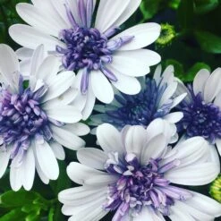 3D Silver Osteospermum Plant