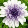 4D™ Silver Osteospermum Plant 2 4D™ Silver Osteospermum Plant -Annual Plants Shop 4d silver osteospermum plant 926 detail