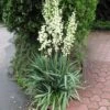 Adams Needle Yucca (Spoonleaf) 1 Adams Needle Yucca (Spoonleaf) -Annual Plants Shop adams needle yucca plant 86 detail