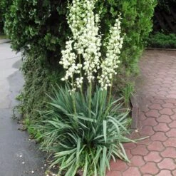 Adams Needle Yucca (Spoonleaf)