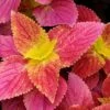Alabama Sunset Coleus Plant -Annual Plants Shop alabama sunset coleus plant for sale 2040 detail