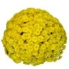 Belgian Mum® Allegra Yellow Plant -Annual Plants Shop allegra yellow belgian mum plant 1722 detail
