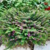 Allyson Lavender Cuphea Plant -Annual Plants Shop allyson lavender cuphea 1756 detail