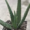 Aloe Vera 1 Aloe Vera -Annual Plants Shop aloe vera plant for sale 1410 detail