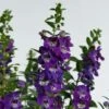 Alonia™ Big Blue Angelonia 2 Alonia™ Big Blue Angelonia -Annual Plants Shop alonia big blue angelonia 1401 detail