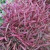 Burgundy Thread Alternanthera Plant -Annual Plants Shop alternanthera burgundy thread plant 2315 detail