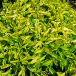 True Yellow Alternanthera Plant