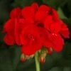 Americana™ Bright Red Zonal Geranium Plant -Annual Plants Shop americana bright red geranium plant 354 detail