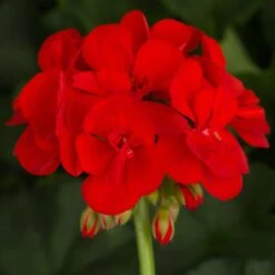 Americana™ Bright Red Zonal Geranium Plant