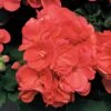 Americana™ Coral Zonal Geranium Plant -Annual Plants Shop americana coral geranium plant 1287 detail