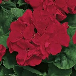 Americana™ Dark Red Zonal Geranium Plant