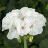 Americana⢠White Zonal Geranium Plant 2 Americana⢠White Zonal Geranium Plant -Annual Plants Shop americana white geranium plant 309 detail