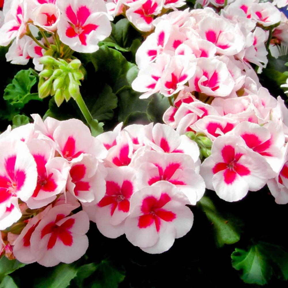 Americana™ White Splash Zonal Geranium Plant 3 Americana™ White Splash Zonal Geranium Plant