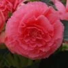 AmeriHybrid® Ruffled Pink Tuberous Begonia Plant -Annual Plants Shop amerihybrid ruffled pink begonia plant 50 detail