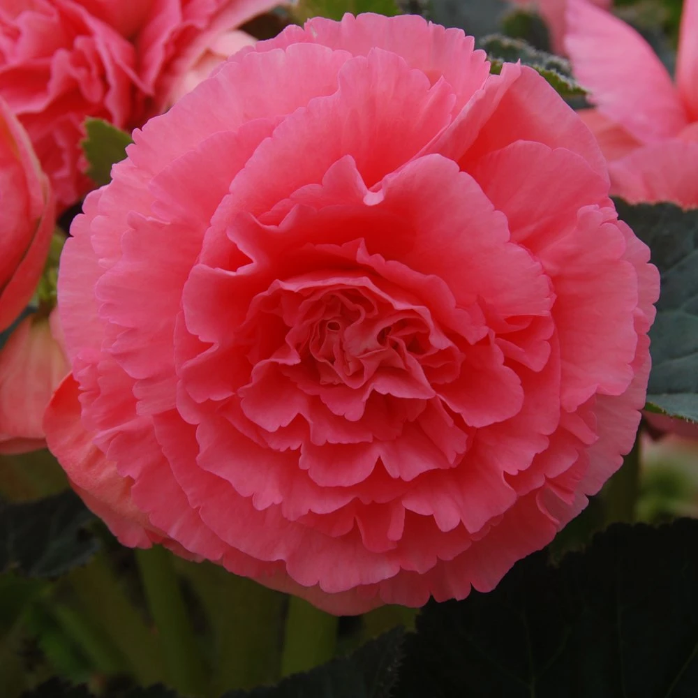 AmeriHybrid® Ruffled Pink Tuberous Begonia Plant 3 AmeriHybrid® Ruffled Pink Tuberous Begonia Plant