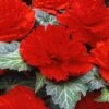 AmeriHybrid® Ruffled Scarlet Red Tuberous Begonia Plant -Annual Plants Shop amerihybrid ruffled scarlet red begonia plant 1397 detail