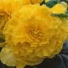 AmeriHybrid® Ruffled Yellow Tuberous Begonia Plant -Annual Plants Shop amerihybrid ruffled yellow begonia plant 2093 detail