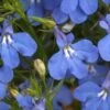 Anabel™ Blue Lobelia -Annual Plants Shop anabel blue lobelia plants 1635 detail