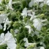 Anabel™ White Lobelia