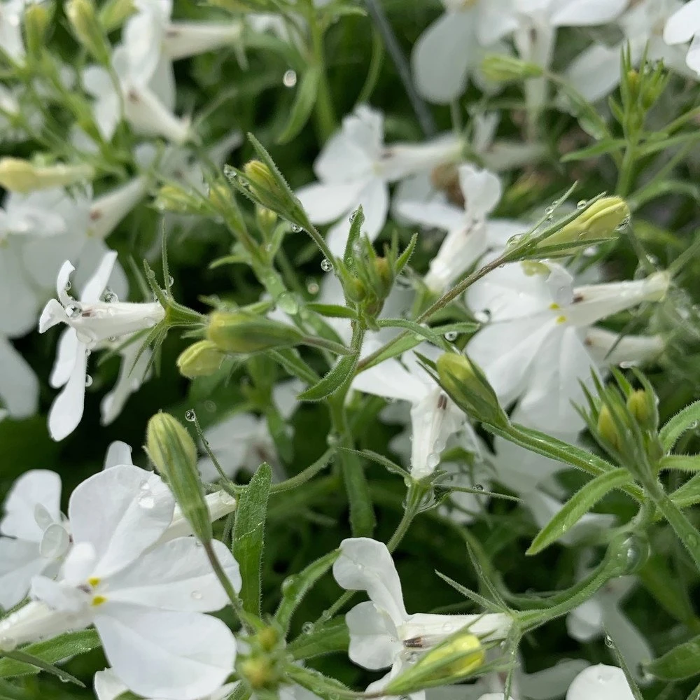 Anabel™ White Lobelia 3 Anabel™ White Lobelia