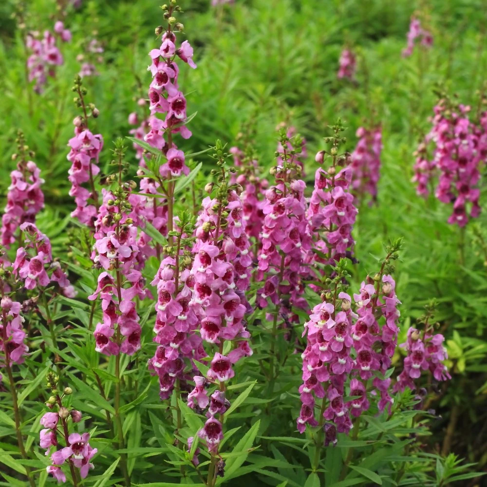 Serenita® Raspberry Angelonia 3 Serenita® Raspberry Angelonia