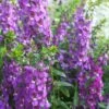 Serenita® Purple Angelonia 1 Serenita® Purple Angelonia -Annual Plants Shop angelonia serentia purple plant 2210 detail