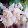 Annabelle White Fuchsia Plant -Annual Plants Shop annabelle white fuchsia plant 817 detail