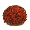 Belgian Mum® Antika Bronze Plant 2 Belgian Mum® Antika Bronze Plant -Annual Plants Shop antika bronze belgian mums plant 91 detail