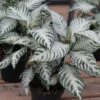 Aphelandra Snow White -Annual Plants Shop aphelandra snow white plants 1304 detail