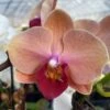 Apricot Phalaenopsis Orchid -Annual Plants Shop apricot phalaeonopsis orchid plant 841 detail