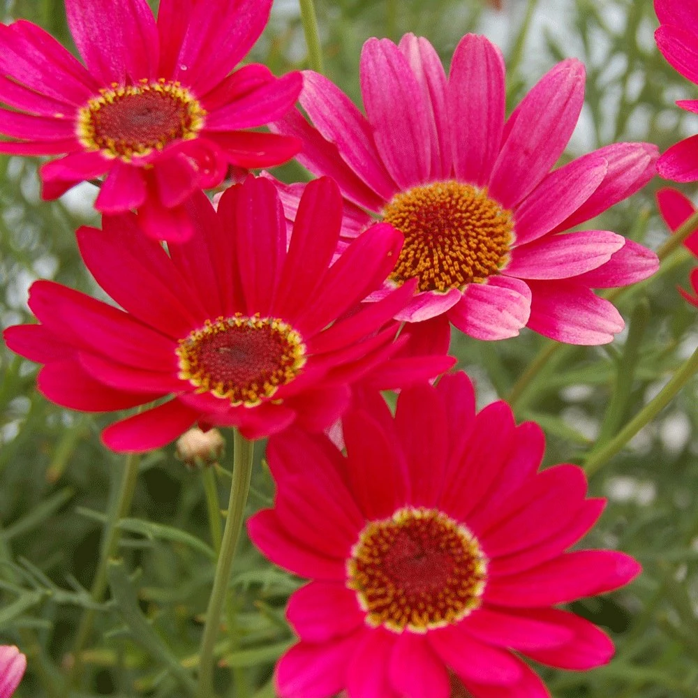 Grandaisy® Dark Pink Argyranthemum 3 Grandaisy® Dark Pink Argyranthemum