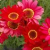 Grandaisy® Red Improved Argyranthemum -Annual Plants Shop argyanthemum grandaisy red improved plants 1091 detail