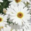 Grandaisy® White Argyranthemum
