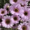 Grandaisy® Pink Halo Argyranthemum