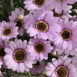 Grandaisy® Pink Halo Argyranthemum
