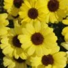 Grandaisy® Yellow Argyranthemum