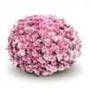 Belgian Mum® Arluno Pink Plant -Annual Plants Shop arluno pink belgian mum plant 2321 detail