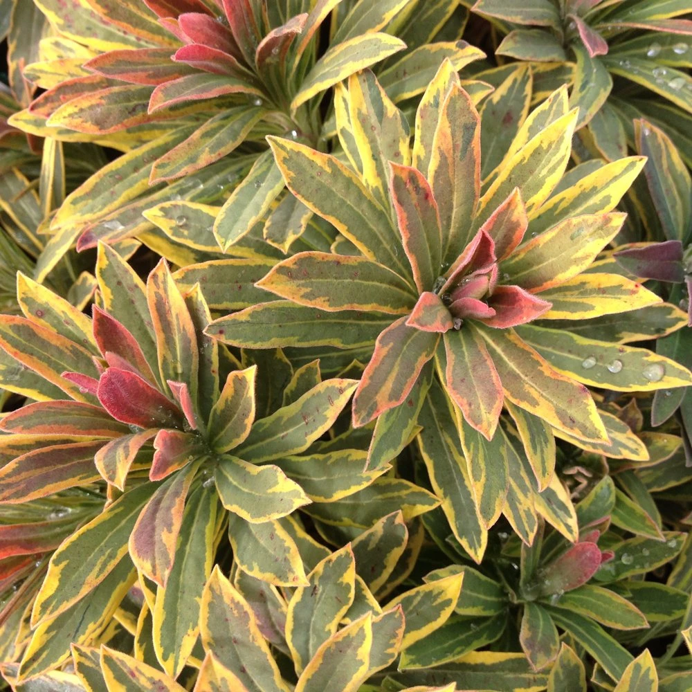 Ascot Rainbow Euphorbia (Spurge) 3 Ascot Rainbow Euphorbia (Spurge)