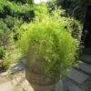 Sprengeri Asparagus Fern Plant -Annual Plants Shop asparagus fern sprengeri plant 2187 detail