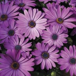 Asti™ Lavender Shades Osteospermum Plant