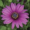 Asti™ Purple Osteospermum Plant -Annual Plants Shop asti purple osteospermum plant 476 detail
