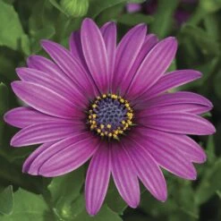Asti™ Purple Osteospermum Plant