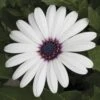 Asti™ White Osteospermum Plant