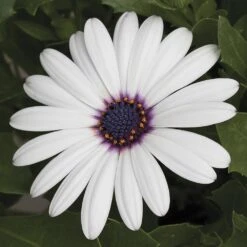 Asti™ White Osteospermum Plant