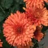 Autumn Delight Perennial Mum Plant 2 Autumn Delight Perennial Mum Plant -Annual Plants Shop autumn delight perennial mum plant 1254 detail