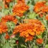 Autumn Fire Perennial Mum Plant 2 Autumn Fire Perennial Mum Plant -Annual Plants Shop autumn fire perennial mum plant 1082 detail