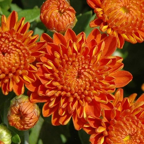 Autumn Spice Igloo Perennial Mum Plant 3 Autumn Spice Igloo Perennial Mum Plant