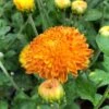 Autumn Sunset Perennial Mum Plant -Annual Plants Shop autumn sunset perennial mum plant 20 detail